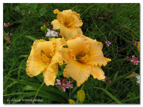 Golden Ruffles